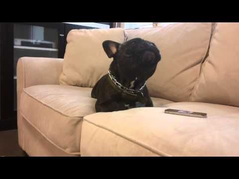 French Bulldog Howls Along With Siren Youtube French Bulldog