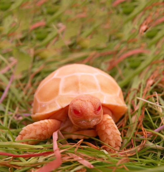 John's World Twitter Twitter'da: "Nadir Albino Sulcata KaplumbaÄası ~ # yaban hayatı ..."