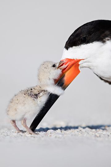Photo Curio: Fuzzy hug