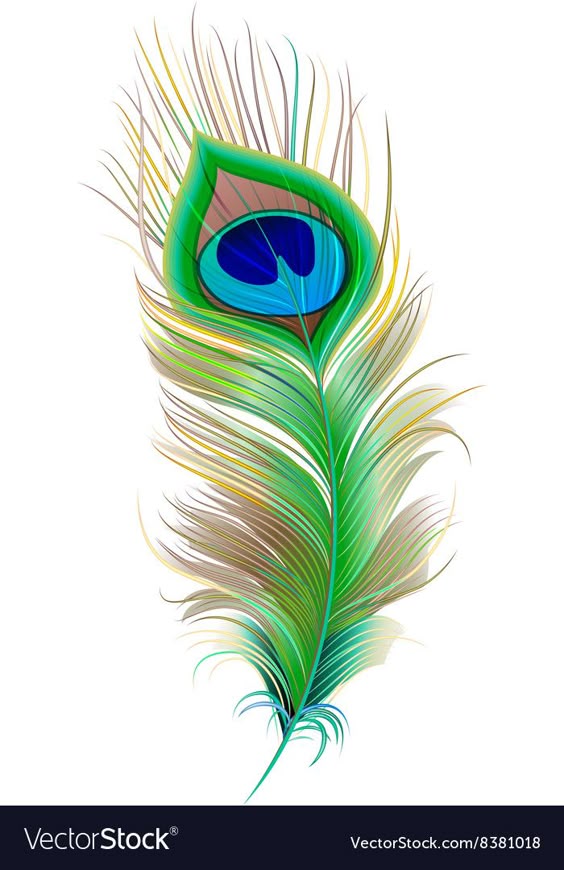 Peacock feather beautiful bird feather vector image on VectorStock