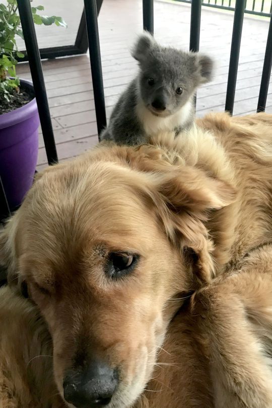 The Goodest Boy Ever Saves The Life Of An Abandoned Baby Koala