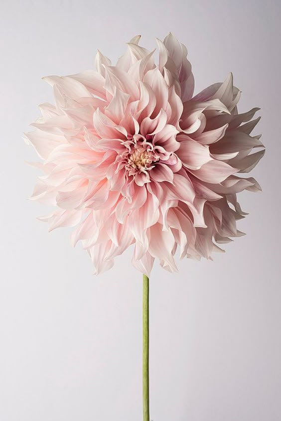 What Type Of Flower Are You?