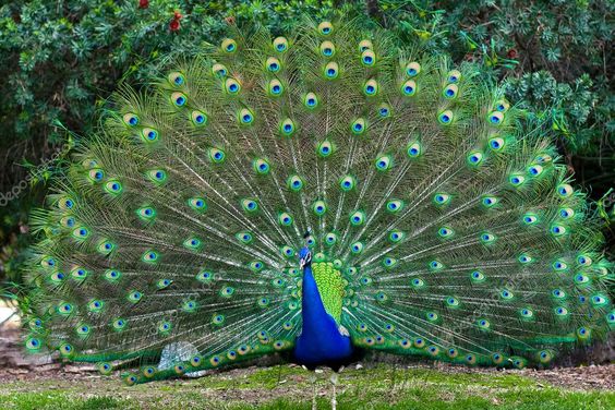 Peacock with fanned tail - Stock Photo , #sponsored, #fanned, #Peacock, #tail, #Photo #AD