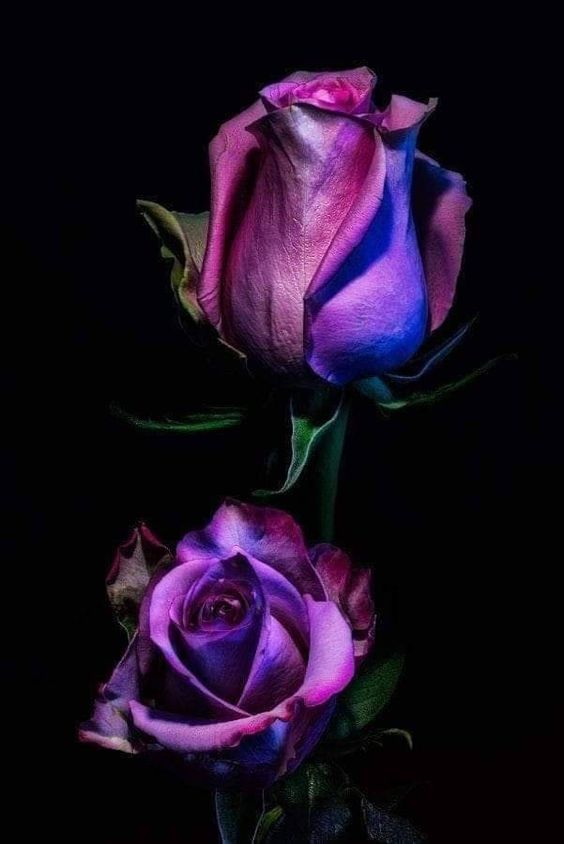 roes-flowars