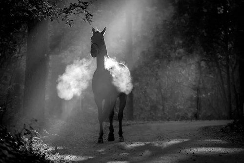 Le cheval fantôme Bcc4a055eb24738ed3749d1ebc296ebd