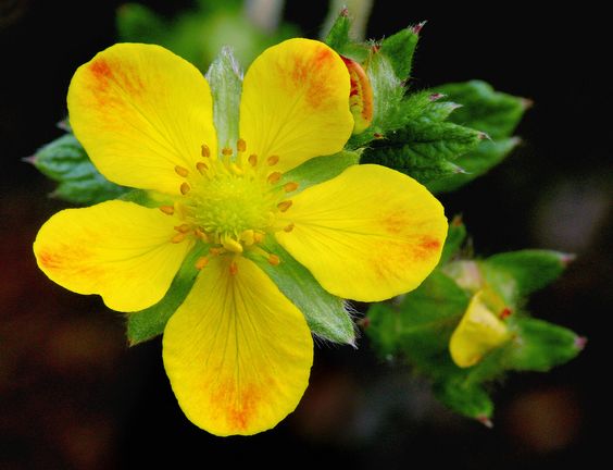 Potentilla lineata #2