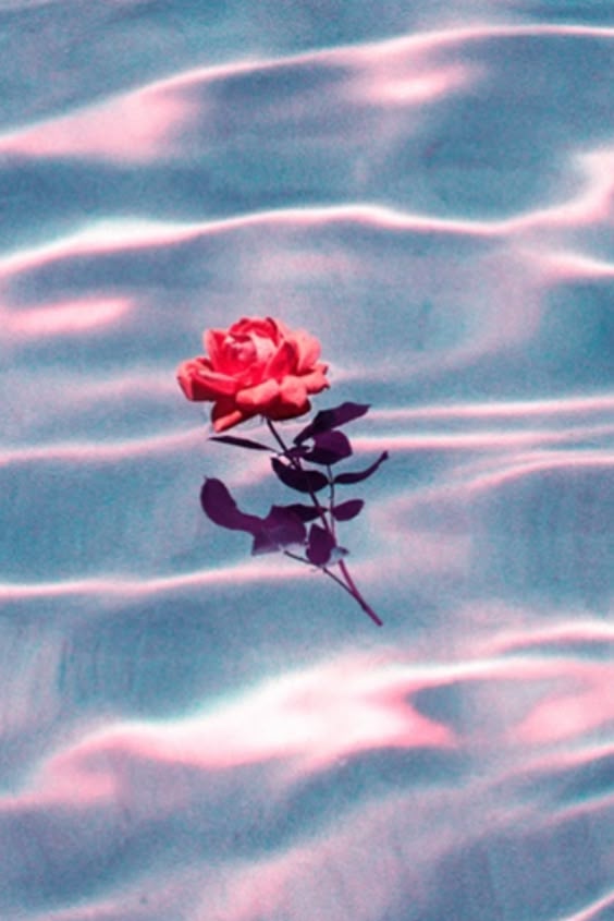 Your flower essence, according to your horoscope | Well+Good