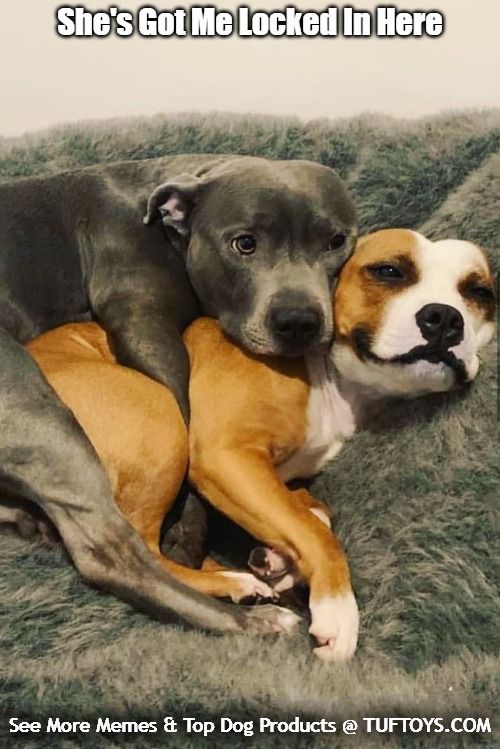 9 20 Tough Dog Toys