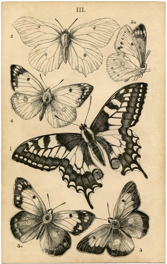 Nature art, Butterfly wall decor, Nature painting, Butterfly wall art, Butterfly, Nature illu...