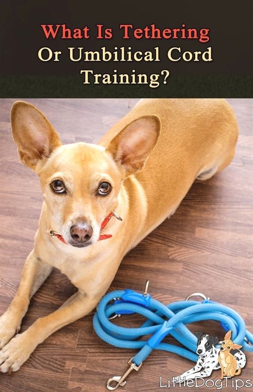 Dog Training Collar Rechargeable 2 Collars Dog Training Quiet