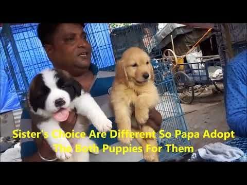Labrador Retriever Puppies Hyderabad Best Quality St Bernard Golden Retriever Puppy Get Thei Labrador Retriever Puppies Retriever Puppy Labrador Retriever