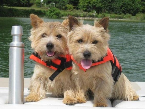 Pin By Mary Chappell On Norwich Terriers Norwich Terrier