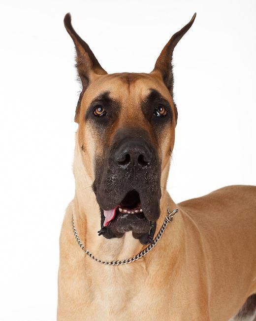 Discover The Affectionate Great Dane Personality Greatdaneatsea