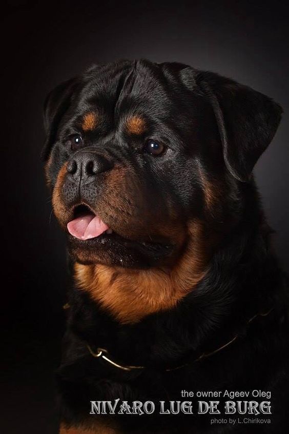 rottweiler-dog-3d-photo