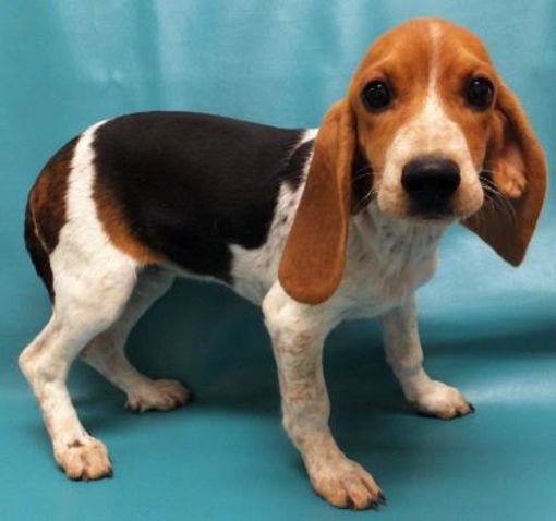Morton Grove Il Beagle Basset Meet Shiloh A Dog For Adoption