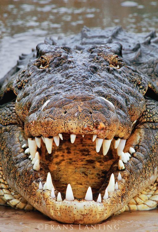 Le Meilleur Absolument Gratuit Reptiles Head Reflexions Pere De Schnappis Attention Pe Nil Timsahi Crocodiles Surungenler