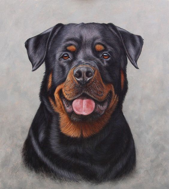 Rottweiler portrait by painterman33 on DeviantArt