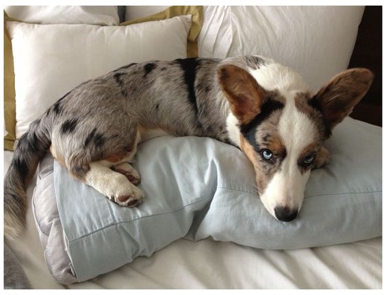 Cách chăm sóc cho Corgi