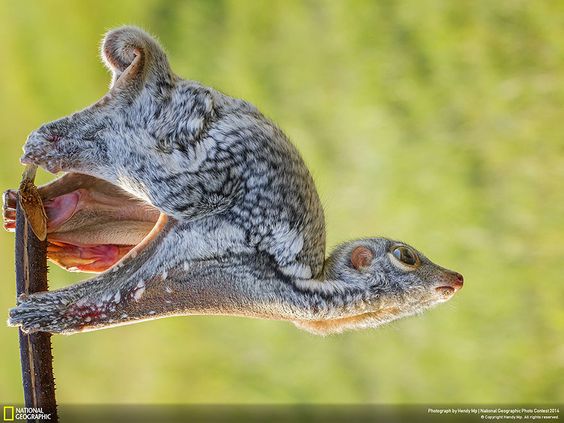 “This photo I capture in the early afternoon, the animal species of lemurs fly.” (Photo credits: Hendy Mp)