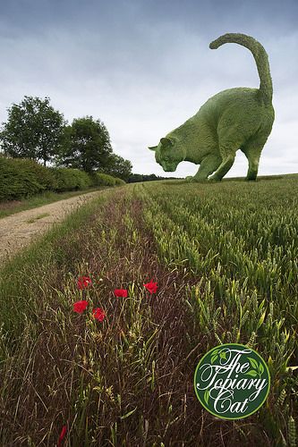 homenaje a su gato fallecido homenaje a su gato fallecido