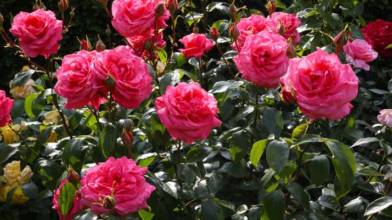 Pink Rose Plant || Desi Gulab Ka Ped || Pink Roe Flower || Kits Creations