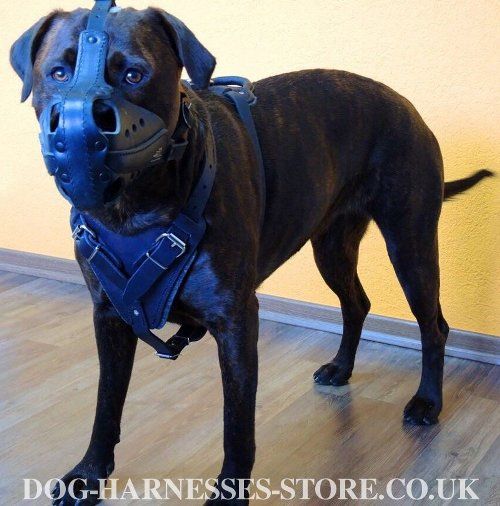 Best Harness For Large Dogs Training Like Alano Espanol Dog