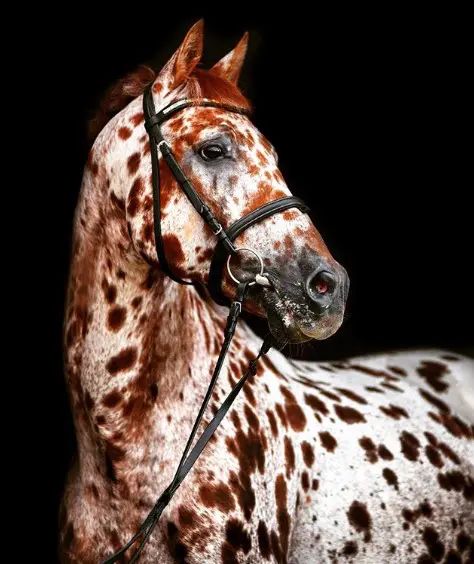 Top 15 Most Beautiful Horse Breeds | Page 2 of 3 | PetPress