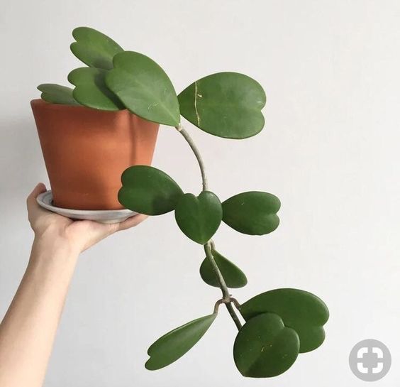Hoya Heart, sweetheart plant, unusual and unique houseplants.
