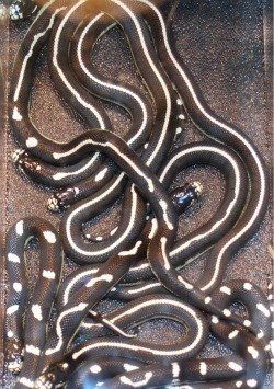 King Snake Patterns Snake Reptiles And Amphibians Snake Patterns