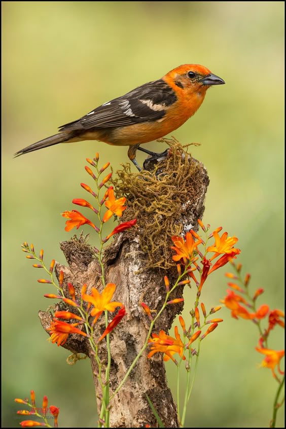 Flame-colored Tanager