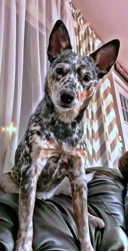 Australian Cattle Dog Dog Breed Information Popular Pictures