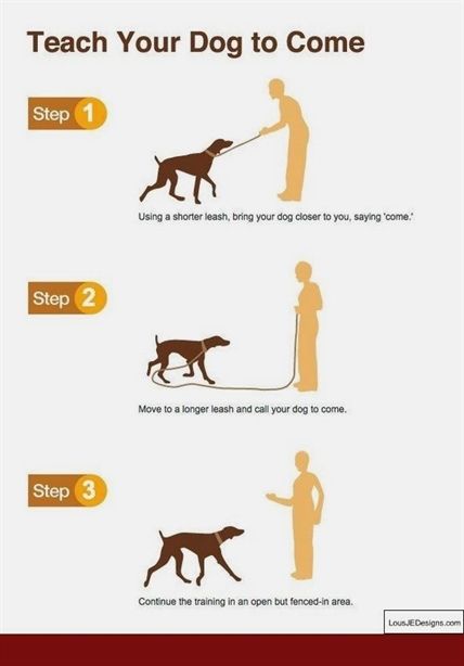 Dog Training For Veterans Dog Training Shock Collar With Remote