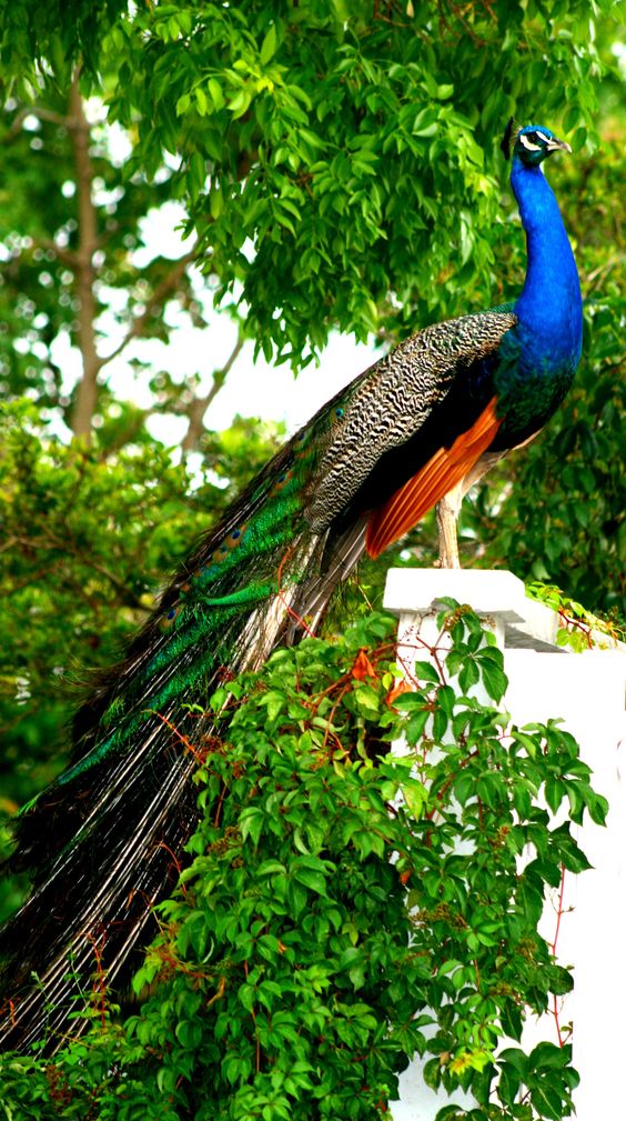 peacock-bird