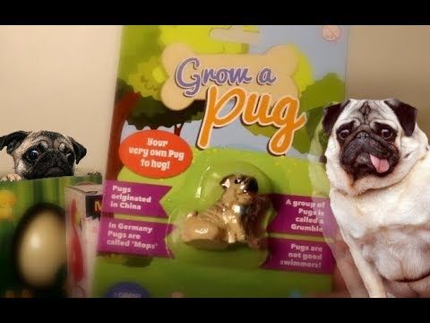 Growing My Own Pug Youtube Pugs Memes Fun Things To Do