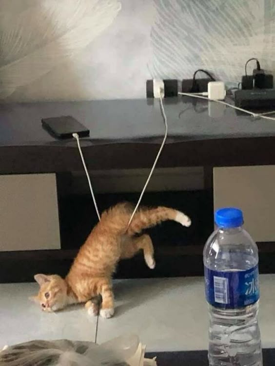 Important-Animal-Images-Funny-Pics