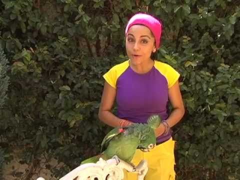 El Lorito Nicanor Cantando Aprendo a Hablar - YouTube