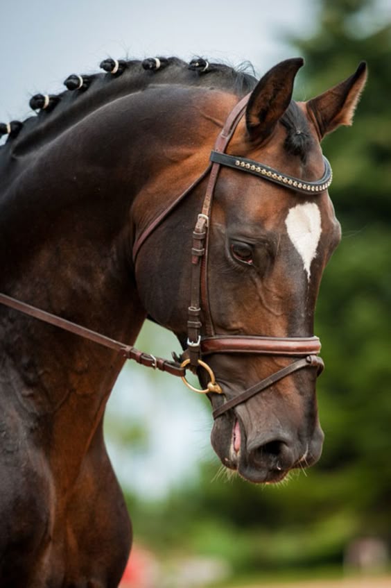 Why Does My Dressage Horse Crunch the Bit?