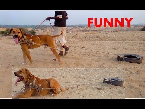 Funny Dog Video Dog Video Compilation Best Trained Dog 2018