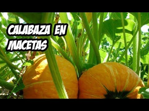 Como Sembrar Calabaza O Zapallo En Maceta Huerto Urbano La Huerta De Cultivo De Calabaza Como Cultivar Calabazas Plantar Calabazas