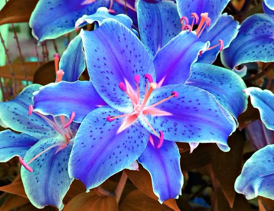 Lilies, Kentlands, Imagination IMG_8726A