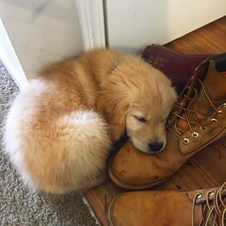 This pup whoâd rather lay his head on a shoe than chew it up: | 23 Photos Of Golden Retriever Puppies That'll Warm Even The Most Cynical Of Hearts