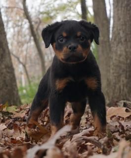Yukon Rottweiler Puppy For Sale In Lancaster Pa Lancaster