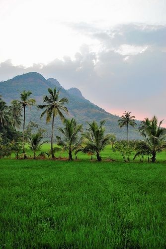 good-morning-kerala-nature-photos
