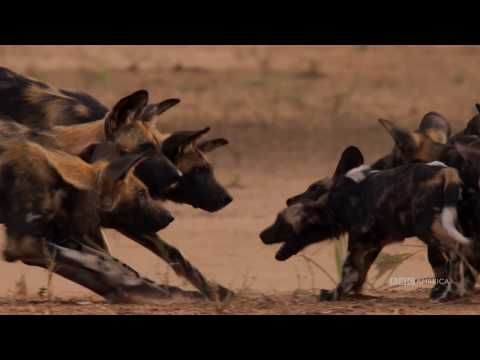 Watch Dynasties Painted Wolves Saturdays At 9pm Bbc America Bbc America Bbc America