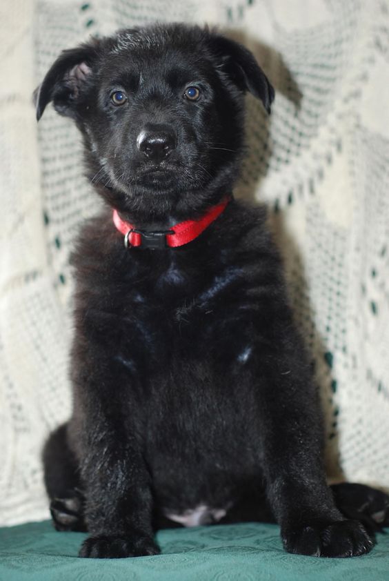 7 Week Old Black German Shepherd Dog Breed Information S