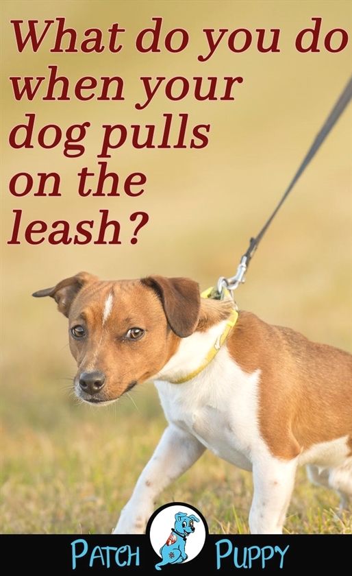 Dog Training Pad Holder Dog Training Uk Dog Training 92584 Dog