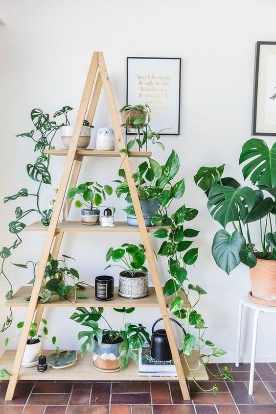 Plantas suspensas: ideias de decoração com plantas pendentes