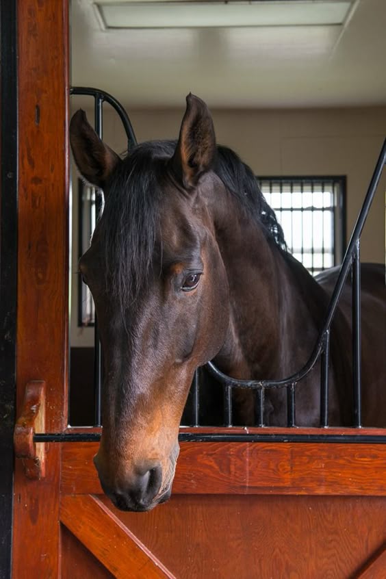 a horse called timber