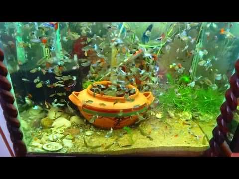 Ideasaquarium Tanksaquarium Decoration Childrenaquarium Plantsfish Diyfish Goldfish Aquariumfreshwater Aquariumfish Tank Wallpaper Bể Ca Ca Bảy Mau