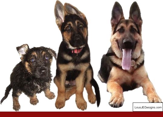 How To Train Your Dog To Walk In A Leash And Pics Of How To Train